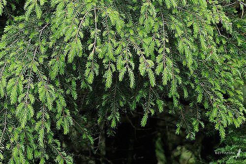 Picea morrisonicola 080607 Picea morrisonicola Hayata 1908 Flickr