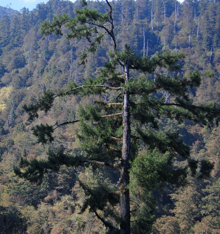 Picea morrisonicola Picea morrisonicola Hayata Checklist View