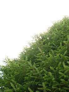 Picea morrisonicola httpsuploadwikimediaorgwikipediacommonsthu