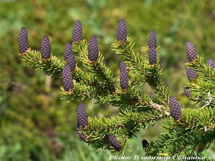 Picea obovata conifersgardencomimagessourcePiceaobovata1jpg