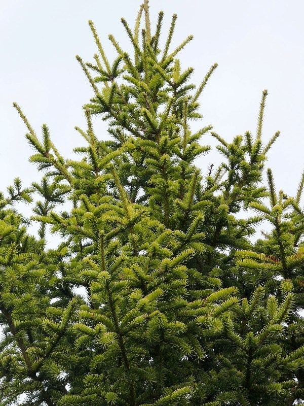 Picea obovata Conifers of Latvia Esthonia amp Lithuania2
