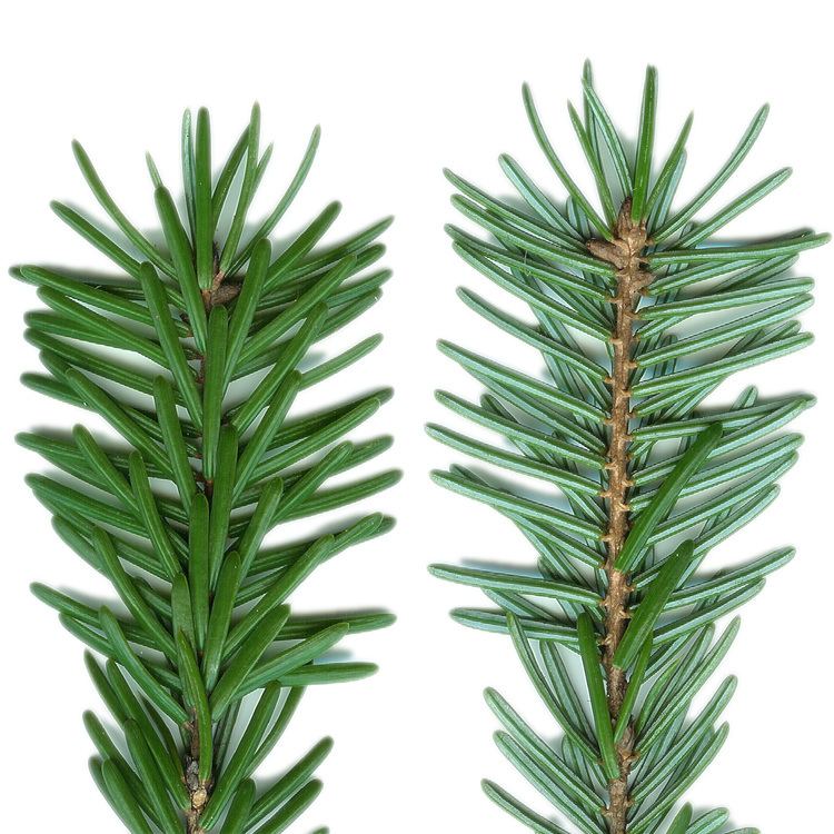 Picea omorika FilePicea omorika needlesbuds adaxial abaxialjpg Wikimedia Commons