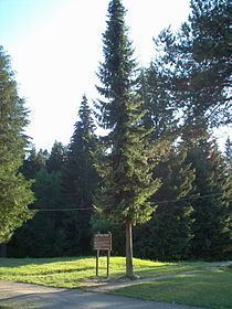 Picea omorika httpsuploadwikimediaorgwikipediacommonsthu
