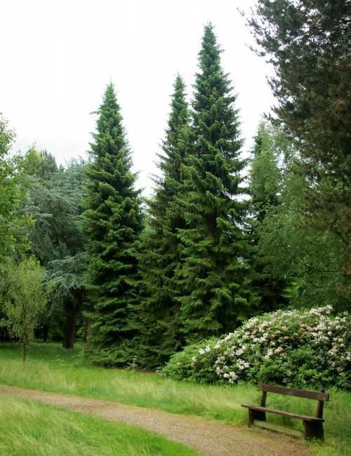 Picea omorika Buy Serbian Spruce Trees picea omorika