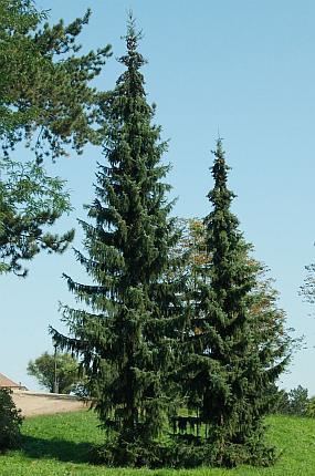 Picea omorika BOTANYcz PICEA OMORIKA Pani Purkyn Serbian Spruce