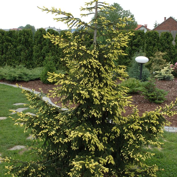 Picea orientalis Picea orientalis Aurea Golden Oriental Spruce Dobbies Garden Centres