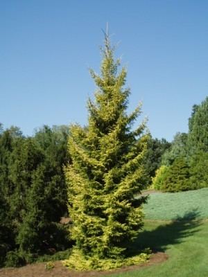 Picea orientalis Picea orientalis Skylands Conifer Record