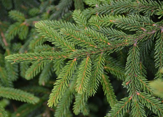 Picea orientalis UFEI SelecTree A Tree Selection Guide