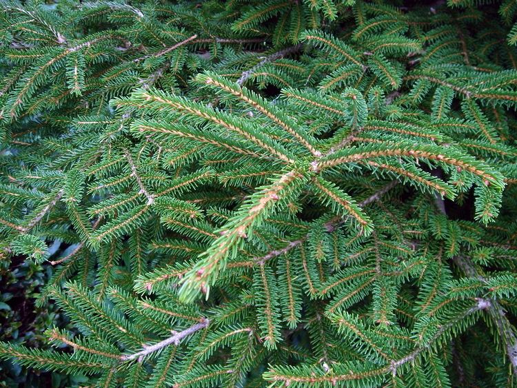 Picea orientalis FilePicea orientalistrJPG Wikimedia Commons