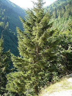 Picea orientalis httpsuploadwikimediaorgwikipediacommonsthu