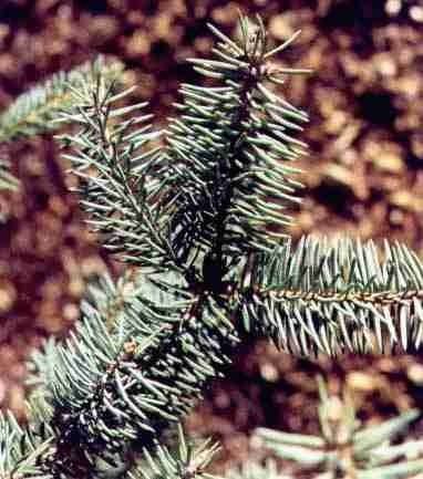 Picea retroflexa Picea retroflexa description