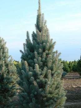 Picea retroflexa Pcea dragn verde EcuRed