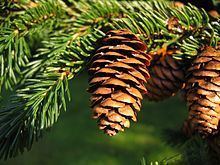 Picea rubens httpsuploadwikimediaorgwikipediacommonsthu