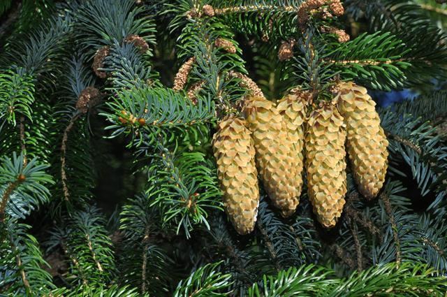 Picea sitchensis Picea sitchensis Sitka spruce Pinus sitchensis