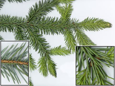 Picea sitchensis Profile Picea sitchensis