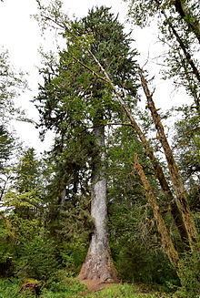 Picea sitchensis httpsuploadwikimediaorgwikipediacommonsthu