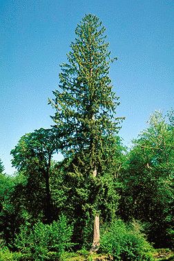 Picea sitchensis Picea sitchensis Fact Sheet
