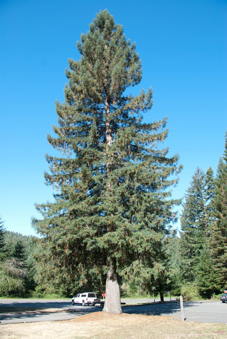 Picea sitchensis sitchensis Sitka Spruce