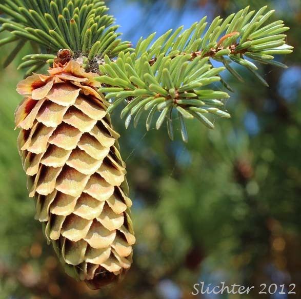 Picea sitchensis Sitka Spruce Picea sitchensis Synonyms Abies falcata Picea