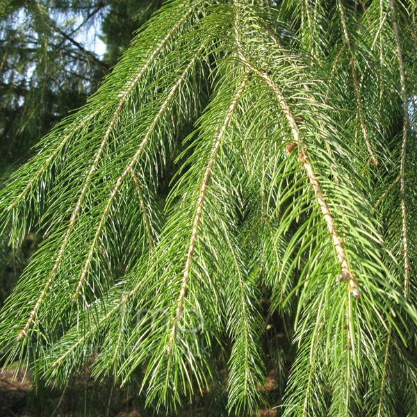 Picea smithiana Picea smithiana Information Pictures amp Cultivation Tips