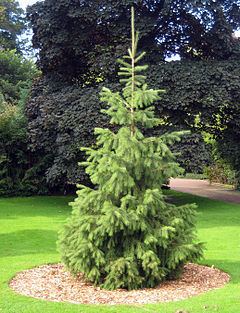 Picea smithiana httpsuploadwikimediaorgwikipediacommonsthu