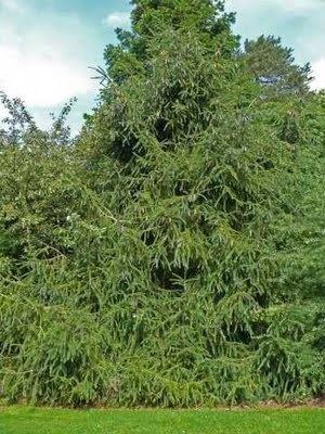 Picea spinulosa conifersocietyorgwpcontentuploadsPiceaspinul