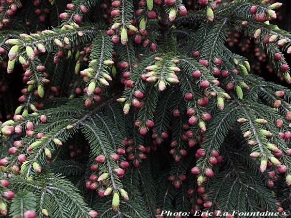 Какие есть экзотические ели. Picea wilsonii. Ель Аянская Picea ajanensis. Ель Аянская голубая. Ель Аянская корейская.