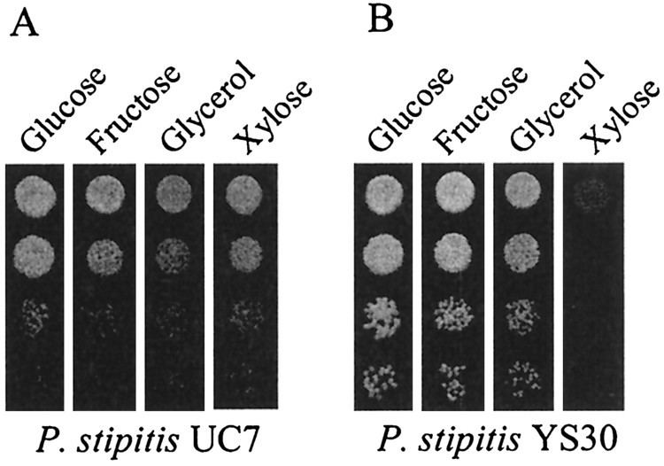 Pichia stipitis Molecular Cloning of XYL3 dXylulokinase from Pichia stipitis and