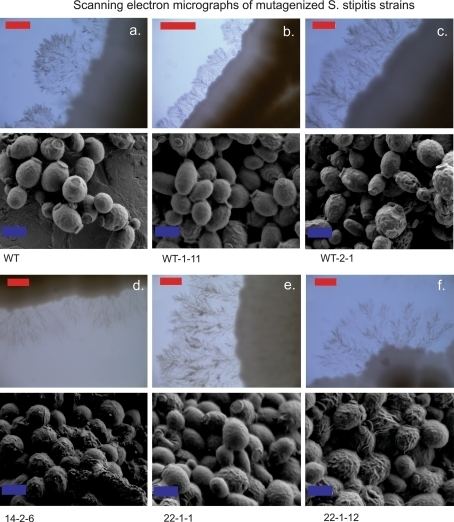 Pichia stipitis Scanning electron micrographs of mutagenized S Pichia stipitis