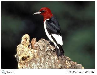 Piciformes Piciformes woodpeckers toucans puffbirds jacamars Wildlife