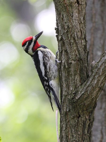 Piciformes CUBAN PICIFORMES Woodpeckers Flickers Sapsuckers Wildlife