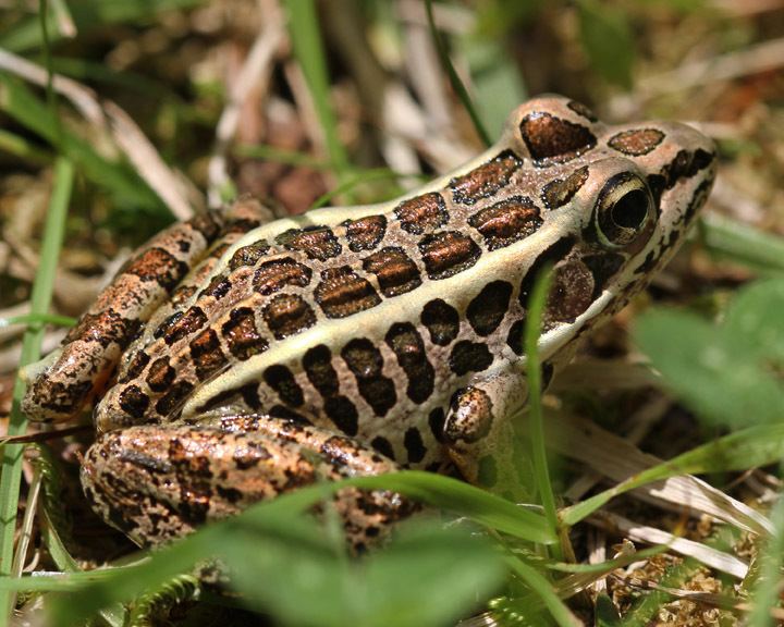 Pickerel frog pickerel frog Naturally Curious with Mary Holland