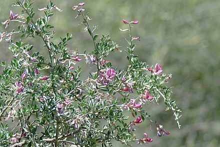 Pickeringia Pickeringia montana Gallery Bay Natives Bring Nature Into Your Life