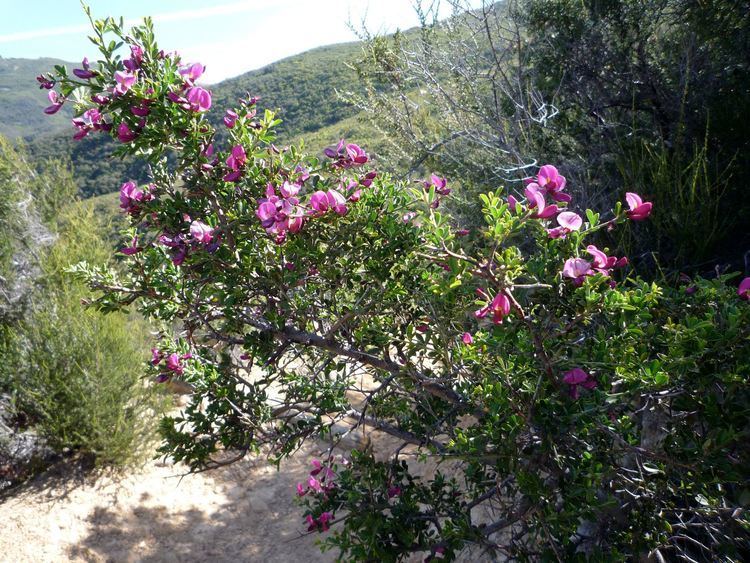Pickeringia Pickeringia montana Wildflowers in Santa Barbara