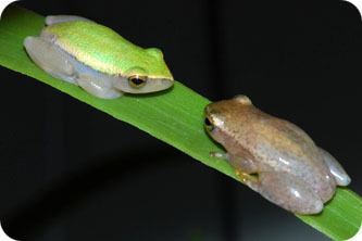 Pickersgill's reed frog NZG eNews Critically endangered frogs find safe haven at the