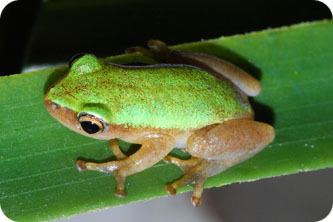Pickersgill's reed frog NZG eNews Critically endangered frogs find safe haven at the