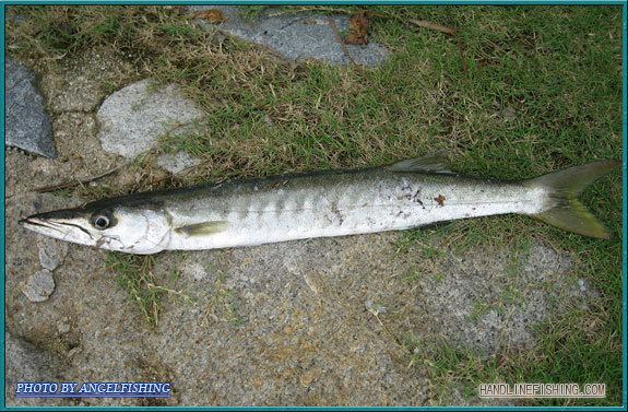 Pickhandle barracuda lh5googlecomfishspeciesRw3yYxgYntIAAAAAAAAB9I