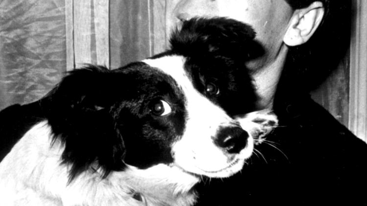 Pickles (dog) How Pickles the dog saved England39s World Cup 1966 Channel 4 News