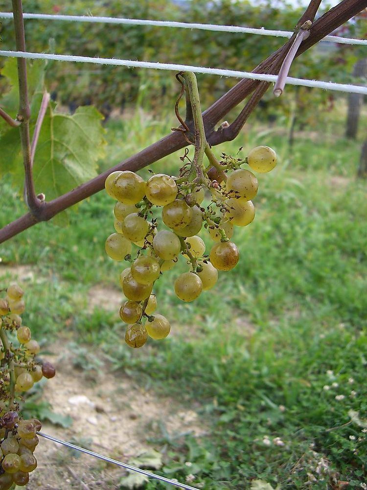 Picolit Give Me Grapes 2007 Ermacora Picolit