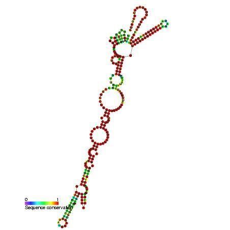 Picornavirus internal ribosome entry site (IRES)