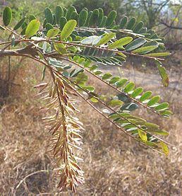 Picramniaceae httpsuploadwikimediaorgwikipediacommonsthu