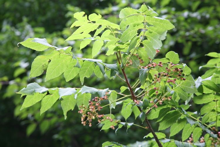 Picrasma quassioides Dicots The Woody Plants of Korea