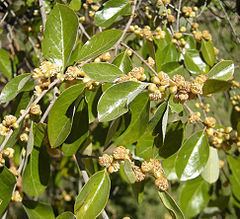 Picrodendraceae httpsuploadwikimediaorgwikipediacommonsthu