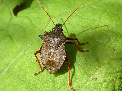 Picromerus bidens Picromerus bidens