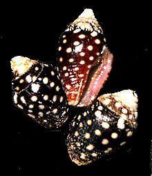 Pictocolumbella ocellata httpsuploadwikimediaorgwikipediacommonsthu