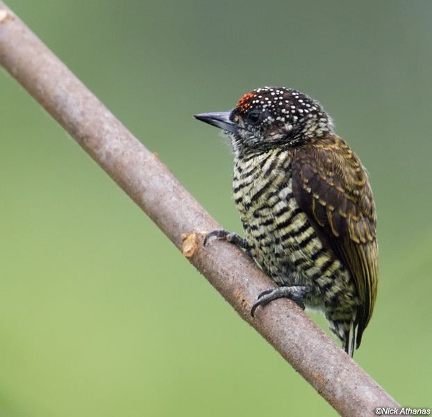 Piculet antpittacom Photo Gallery Woodpeckers Part I