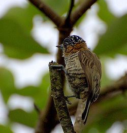 Picumnus (bird) httpsuploadwikimediaorgwikipediacommonsthu