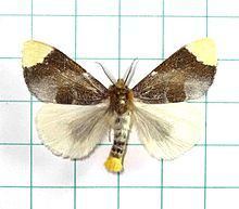 Pida (moth) httpsuploadwikimediaorgwikipediacommonsthu