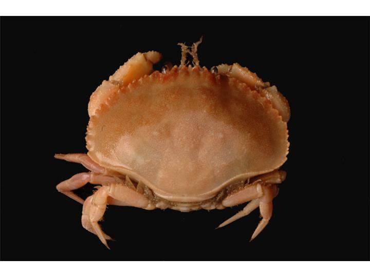 Pie crust crab httpsuploadwikimediaorgwikipediacommons33