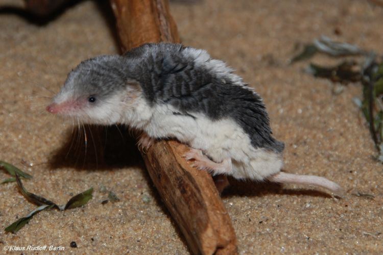 Piebald shrew Piebald Shrew A Z Animals